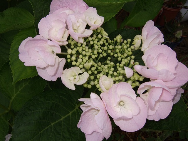 b0107310_20332561.jpg