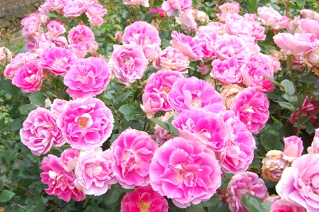 c0143411_23451334.jpg