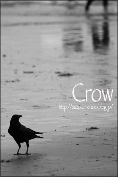 Crow_f0100215_072587.jpg