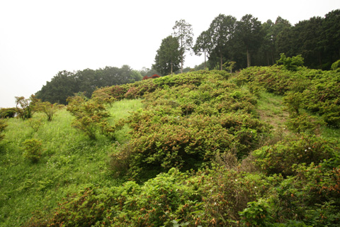 e0071225_15514897.jpg