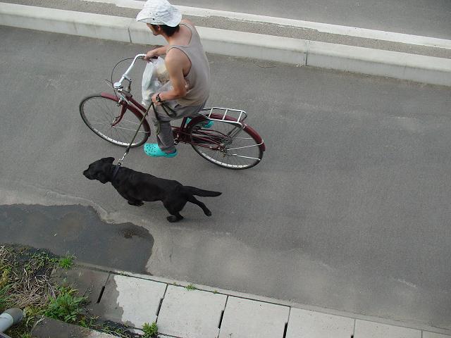 犬と自転車とゴミの日 クラニスム 犬と自転車とゴミの日 クラニスム