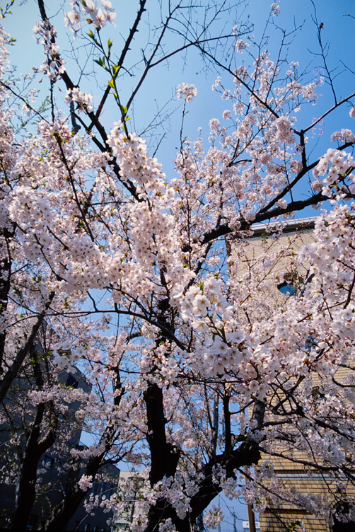 小樽警察署前の桜_d0074844_216488.jpg