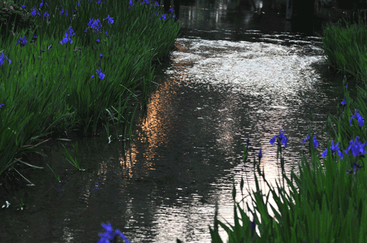 c0093046_651558.gif