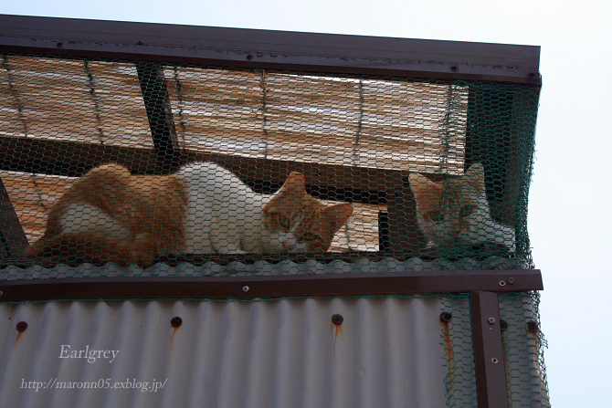 猫の館　～金網の中の住民～_f0019849_145860.jpg