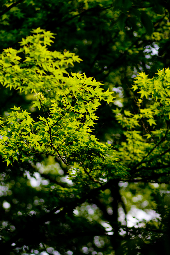 銀閣寺 庭園_d0141053_2157047.jpg