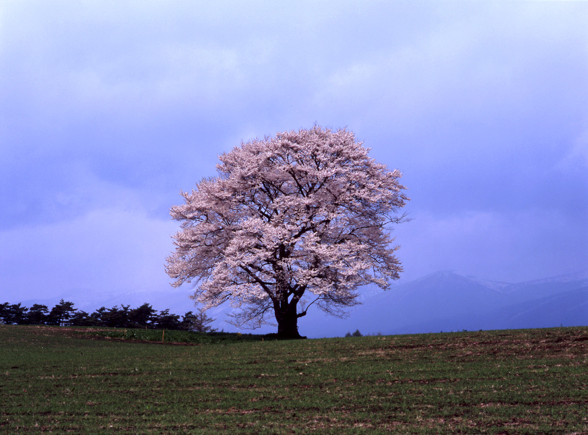 桜2008回顧 by フィルム(7)_d0032258_1465072.jpg