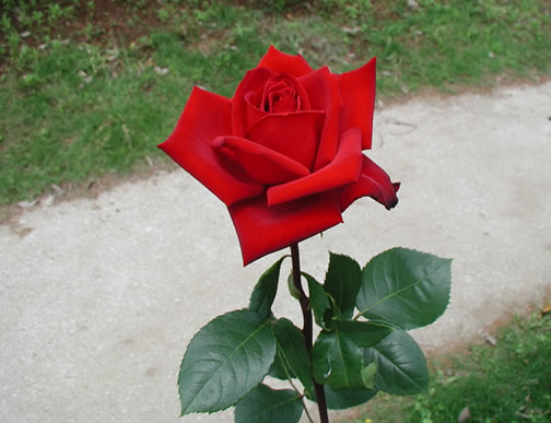 b0074359_22291384.jpg