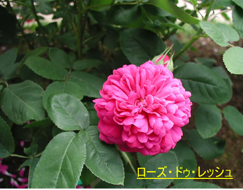b0074359_22294735.jpg