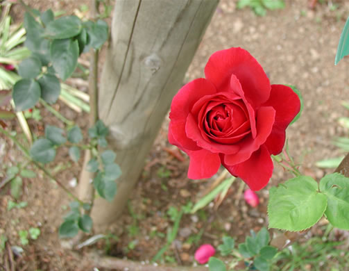 b0074359_22301511.jpg