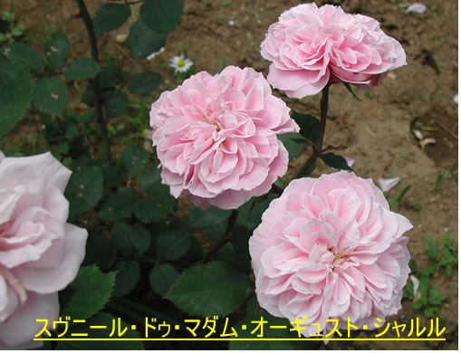 b0074359_2230325.jpg