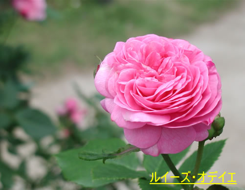 b0074359_22321438.jpg