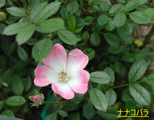 b0074359_22323793.jpg