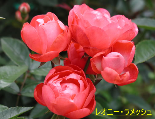 b0074359_2232467.jpg