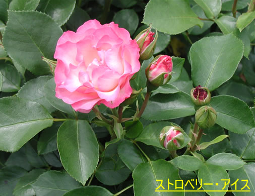 b0074359_22331015.jpg