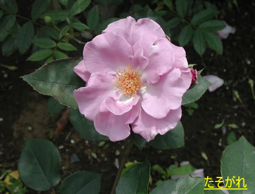 b0074359_22332036.jpg