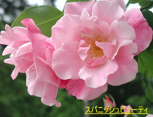 b0074359_2233429.jpg