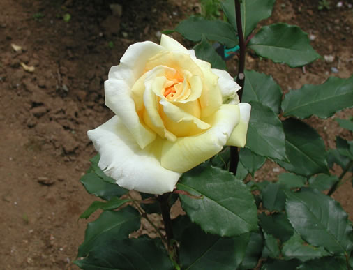 b0074359_22335293.jpg