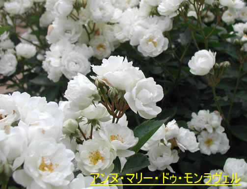 b0074359_22344169.jpg