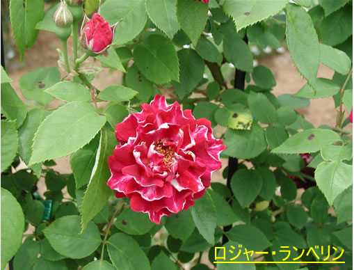 b0074359_22351787.jpg