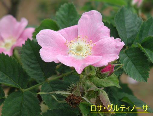 b0074359_22354088.jpg