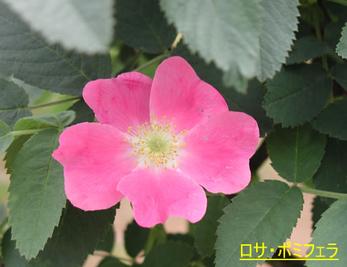 b0074359_22355486.jpg