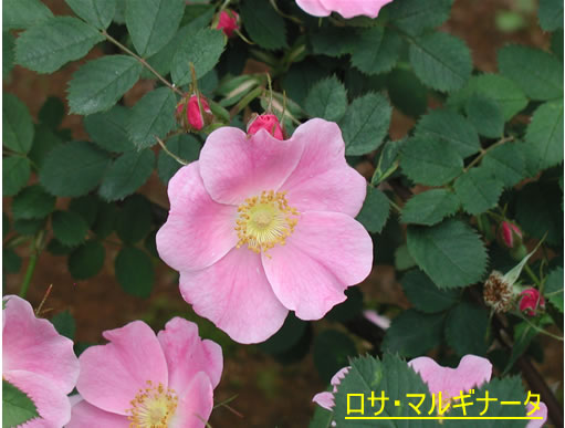 b0074359_22361943.jpg