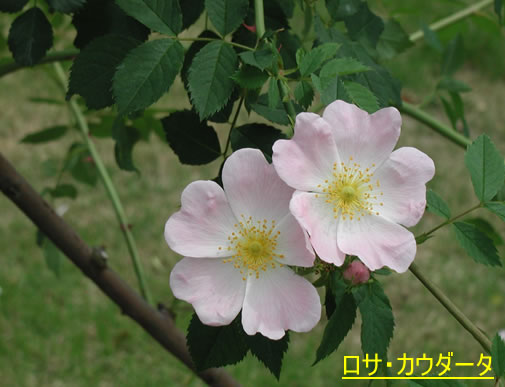 b0074359_2236876.jpg