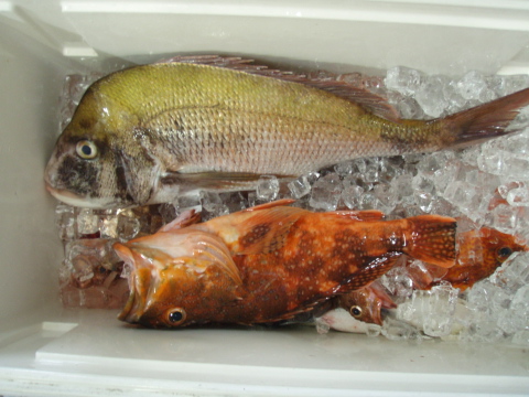 鯛釣り師達_a0077071_16513488.jpg