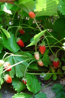 c0135480_08428.jpg