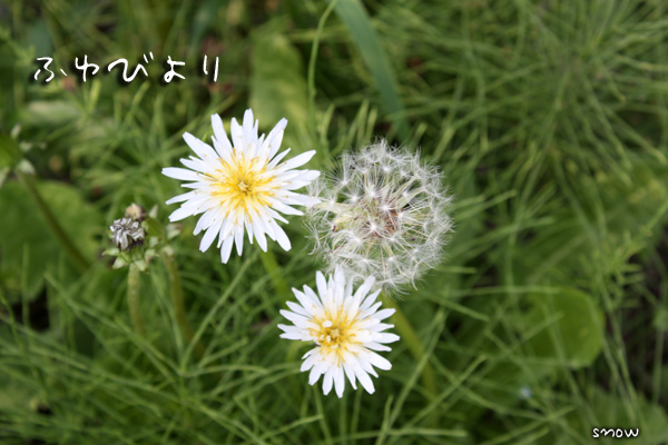 野に咲く花_f0150682_2337630.jpg