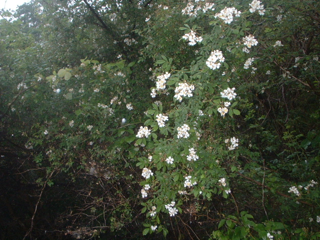 e0060485_10314137.jpg