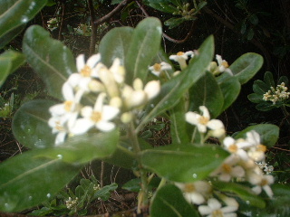 e0060485_10382294.jpg