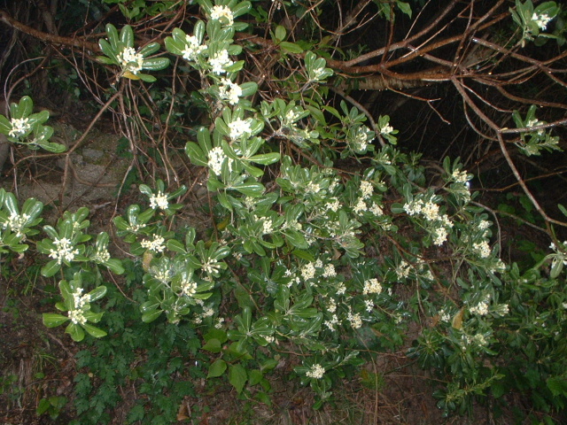 e0060485_1038821.jpg