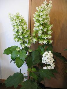 e0130185_11535631.jpg