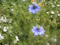 c0049489_9494165.jpg
