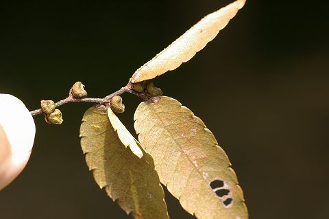 e0070891_19204920.jpg