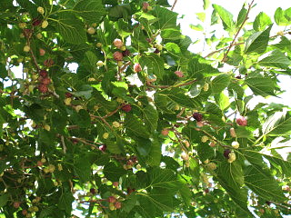 f0058691_5284235.jpg
