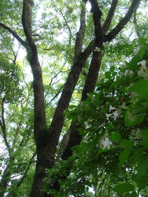 e0111793_20574410.jpg