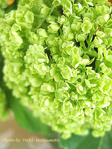 紫陽花 アジサイ いえいえ違います Flower Supplement Flowering For The Comfort Living 日々の生活を 心を豊かにする花の世界 紫陽花 アジサイ いえいえ違います Flower Supplement Flowering For The Comfort Living 日々の生活を 心を豊かにする花の世界