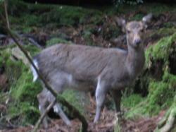 屋久島の植物と動物_f0100508_9534195.jpg