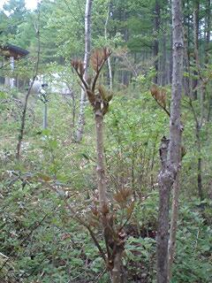 f0098728_21451480.jpg