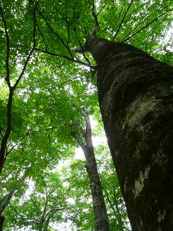 世界自然遺産　白神山地へ行く！_d0107838_9475450.jpg