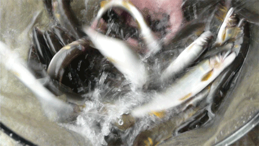 a0056140_22491147.gif