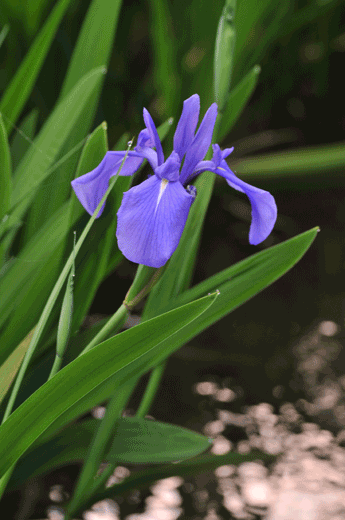 c0093046_8211100.gif