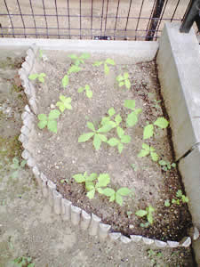 e0106146_9194682.jpg