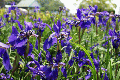 f0031546_21322742.gif
