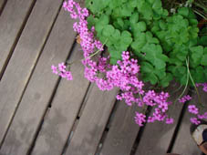 c0144847_249739.jpg