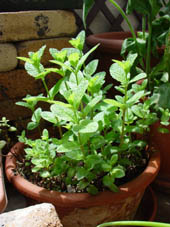 c0144847_254777.jpg