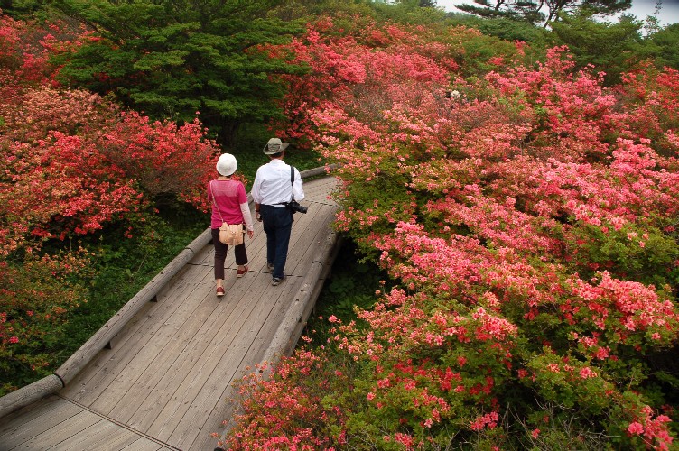 25.5.2008　那須・八幡のヤマツツジ_e0009147_16223080.jpg