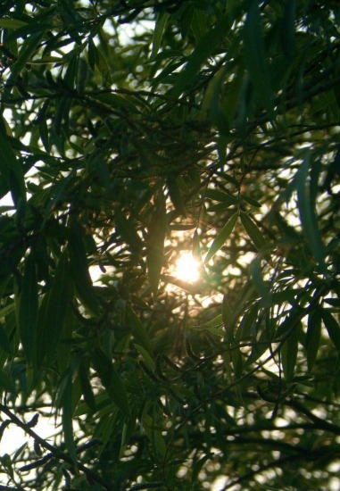 e0126350_2354315.jpg
